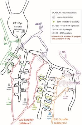 Coexistence of Multiple Types of Synaptic Plasticity in Individual Hippocampal CA1 Pyramidal Neurons